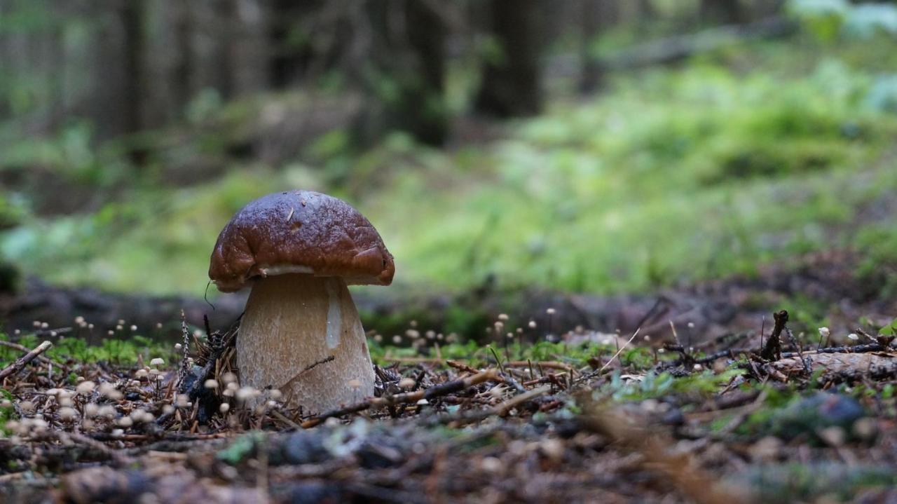 Le Vallon D'Armandine, Gite Ecologique Auvergne Saint-Hilaire  Exteriér fotografie