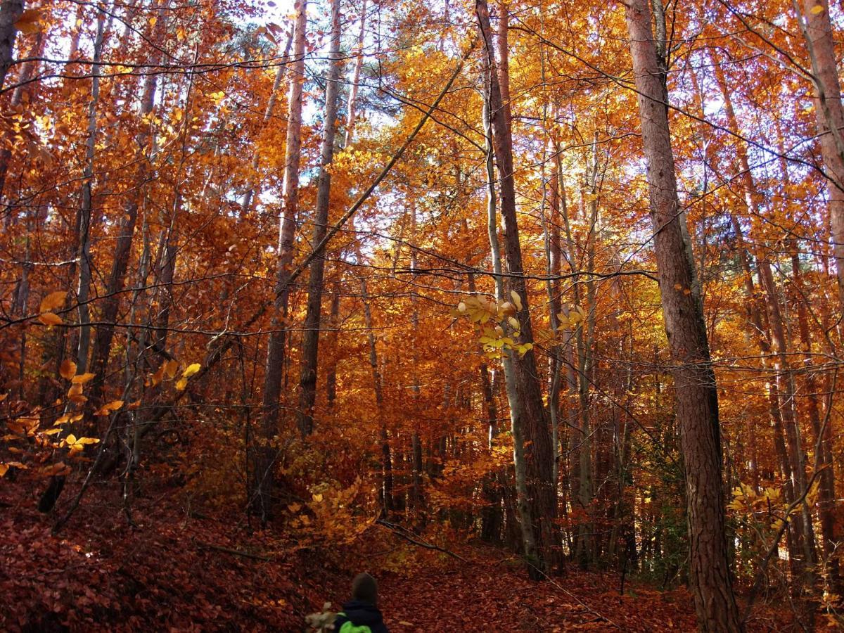 Le Vallon D'Armandine, Gite Ecologique Auvergne Saint-Hilaire  Exteriér fotografie